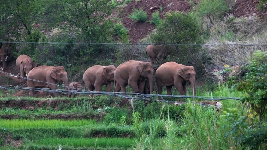 El grupo de elefantes abandonó hace 16 meses su hogar en el sur, cerca de la frontera con Laos.. Foto: VCG/VCG via Getty Images