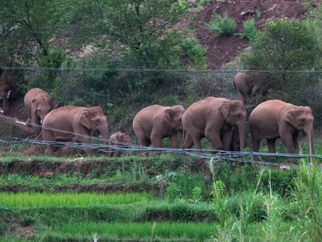 El grupo de elefantes abandonó hace 16 meses su hogar en el sur, cerca de la frontera con Laos.. Foto: VCG/VCG via Getty Images