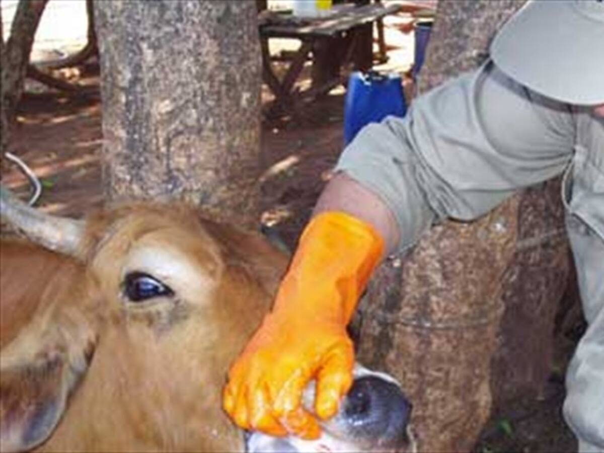 Hallan segundo foco de fiebre aftosa en Cúcuta