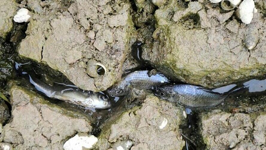 La comunidad del corregimiento El Llanito, ubicado en el puerto petrolero, ha denunciado que hay gran mortandad de peces. Foto: Colprensa