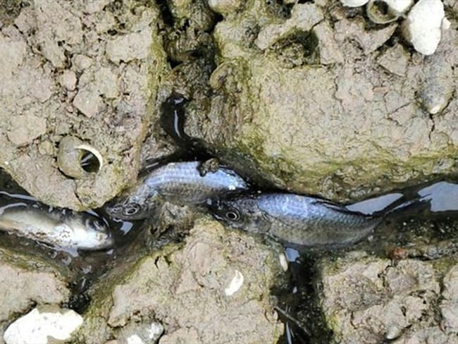 La comunidad del corregimiento El Llanito, ubicado en el puerto petrolero, ha denunciado que hay gran mortandad de peces. Foto: Colprensa