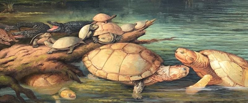 Recreación del animal al que pertenecieron los fósiles descubiertos en Socha. Foto: Página web Universidad del Rosario.