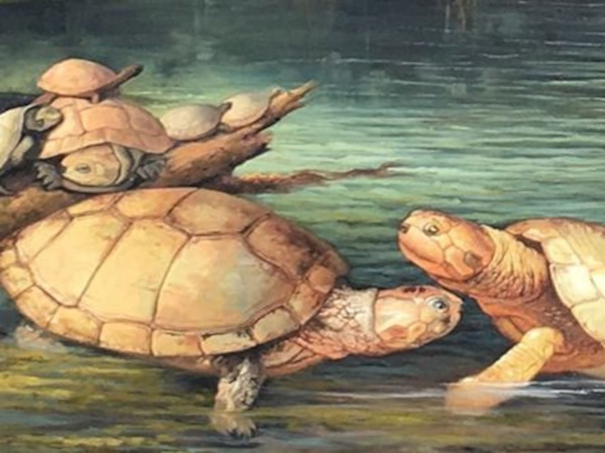 Foto: el fósil de tortuga gigante de hace 57 millones de años encontrado en Colombia