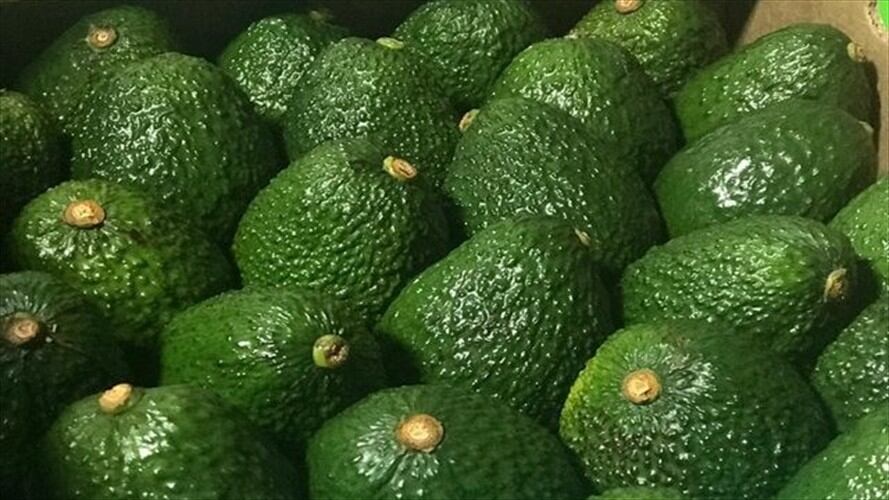 Primera exportación de aguacate hass a China. Foto: Colprensa