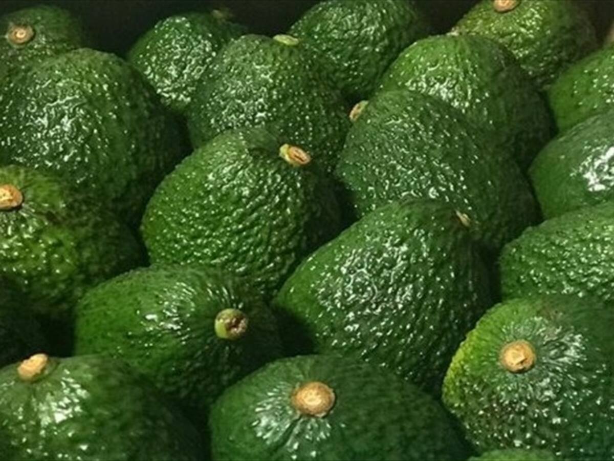 Inició la primera exportación de aguacate hass a China