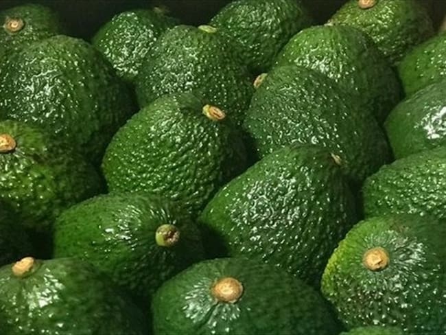Primera exportación de aguacate hass a China. Foto: Colprensa