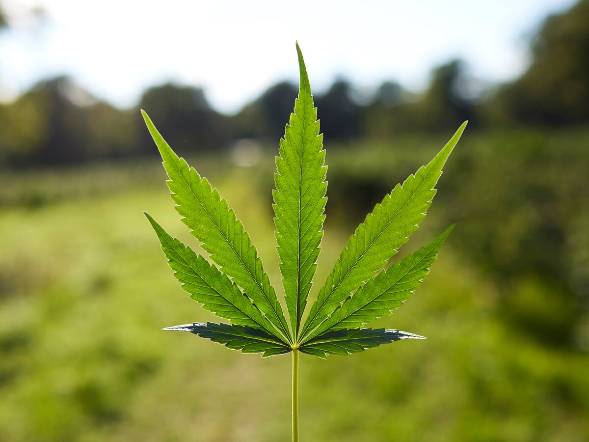 Turquía legalizó la producción de cannabis para fines médicos