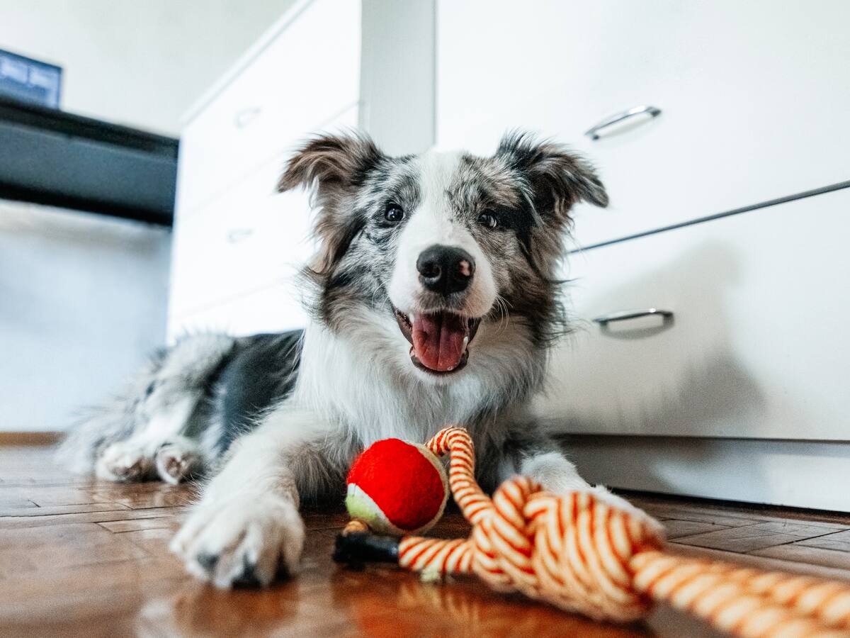 Mascotas no podrán ser embargadas en procesos judiciales: Corte Constitucional