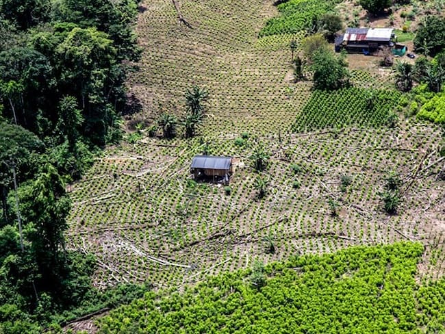 En Colombia hay un gran progreso en erradicación de cultivos de coca: Lisa McClain