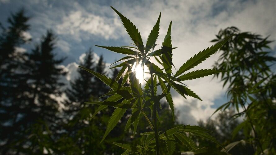 Colombia autorizó la exportación de cannabis medicinal hacia Canadá . Foto: Getty Images