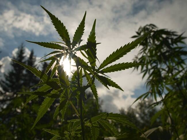 Colombia autorizó la exportación de cannabis medicinal hacia Canadá . Foto: Getty Images