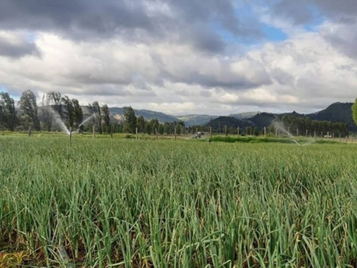 Más de 370 mil campesinos afectados por los agro insumos en Boyacá