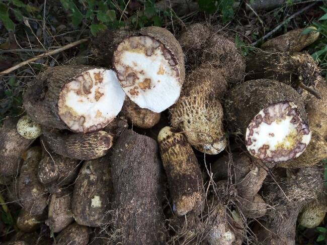 Un hongo tiene en alerta a productores de cuatro municipios de Córdoba. Foto: prensa Alcaldía Lorica.