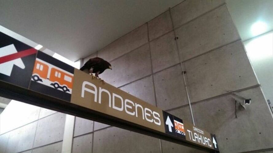 El ave permaneció en el interior de la estación durante una hora, según informó el Metro de la capital mexicana. Foto: Imagen tomada de BBC Mundo.