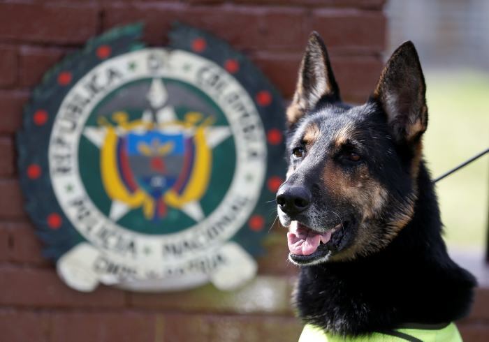 Perro de la Policía Nacional | Foto: Policía Nacional