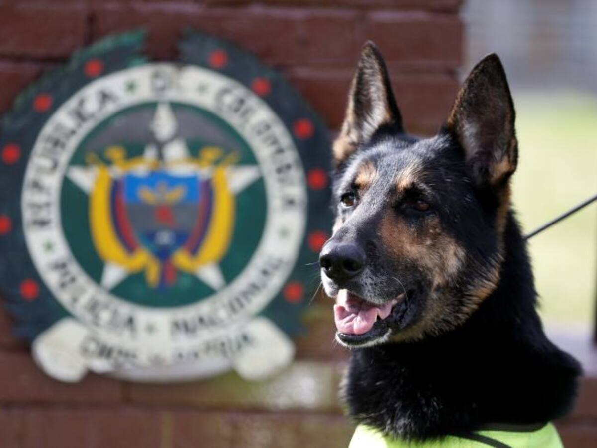 Con perros de la Policía se buscará detectar dinero para compra de votos