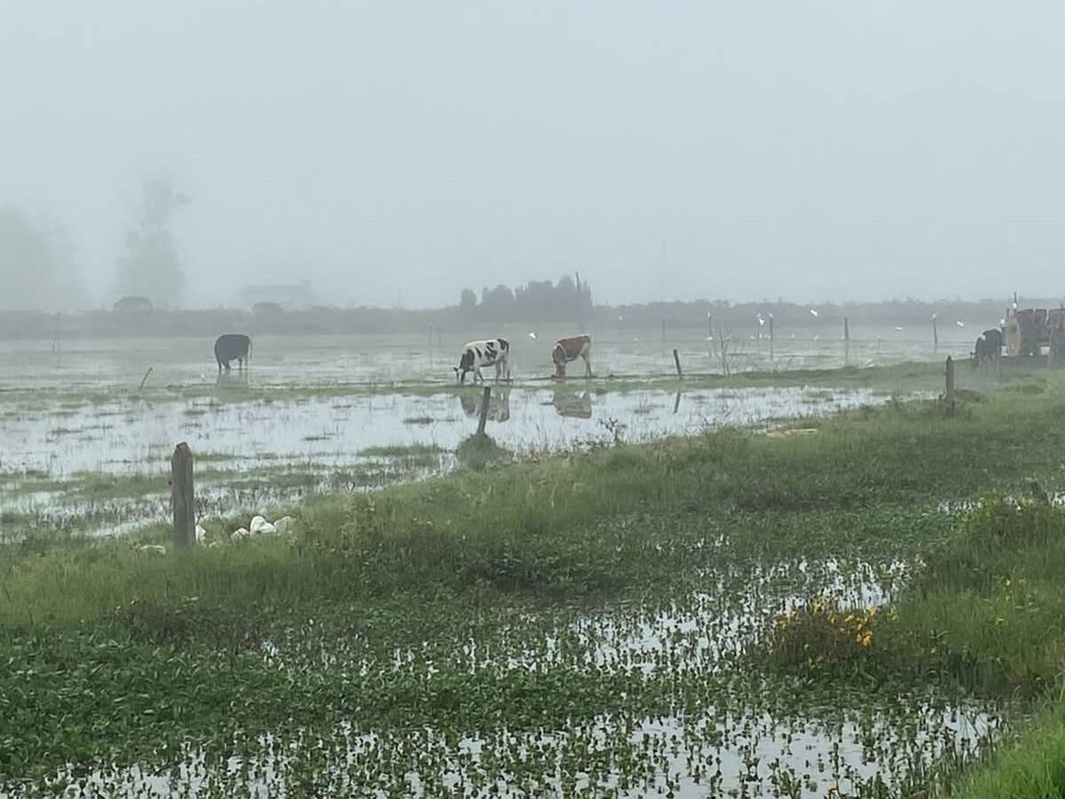 Invierno inundó más de 1000 hectáreas en San Miguel de Sema