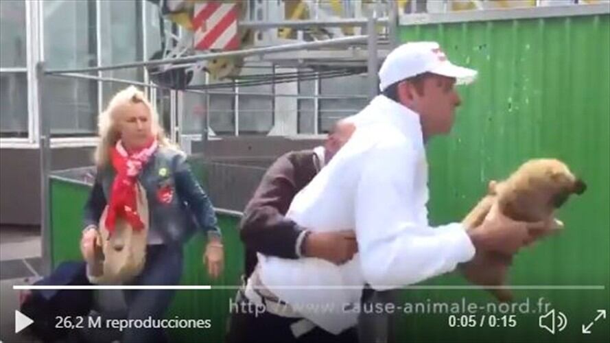 Quitan cachorro a un habitante de calle. Foto: Twitter livpulsford