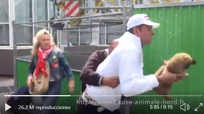 Quitan cachorro a un habitante de calle. Foto: Twitter livpulsford