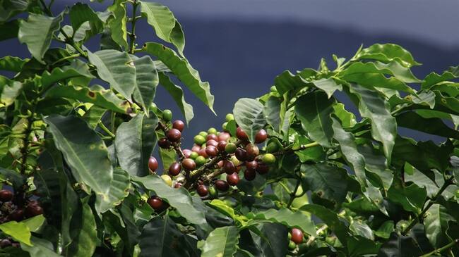 Febrero, otro mes donde la producción y exportación de café cayó fuertemente. Foto: Colprensa