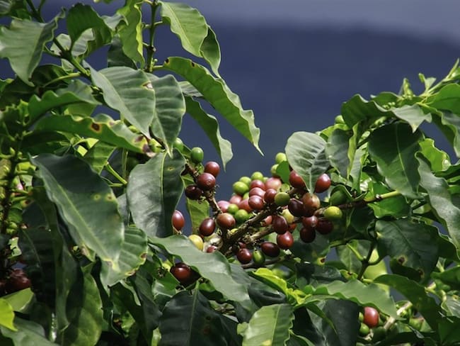 Febrero, otro mes donde la producción y exportación de café cayó fuertemente. Foto: Colprensa