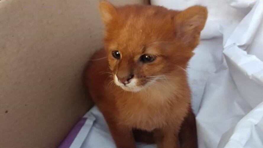 Mujer creyó que había rescatado un gato pero en realidad era un puma. Foto: Facebook