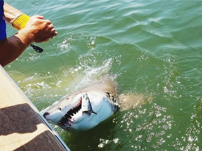 El Ministerio Público hizo un llamado para que se ejerzan controles más estrictos que permitan la protección de las distintas especies marinas consideradas como vulnerables en el Libro Rojo de Peces M. Foto: Getty Images
