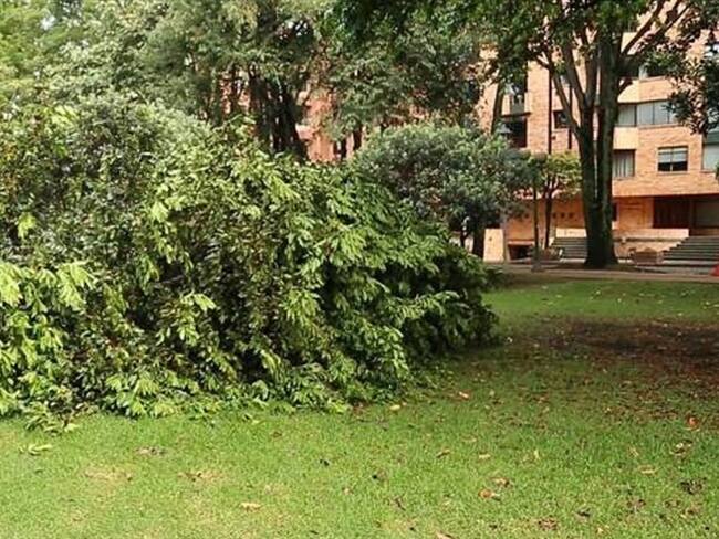 Más de 40 árboles fueron talados en el parque el Virrey. Foto: Jardín Botánico