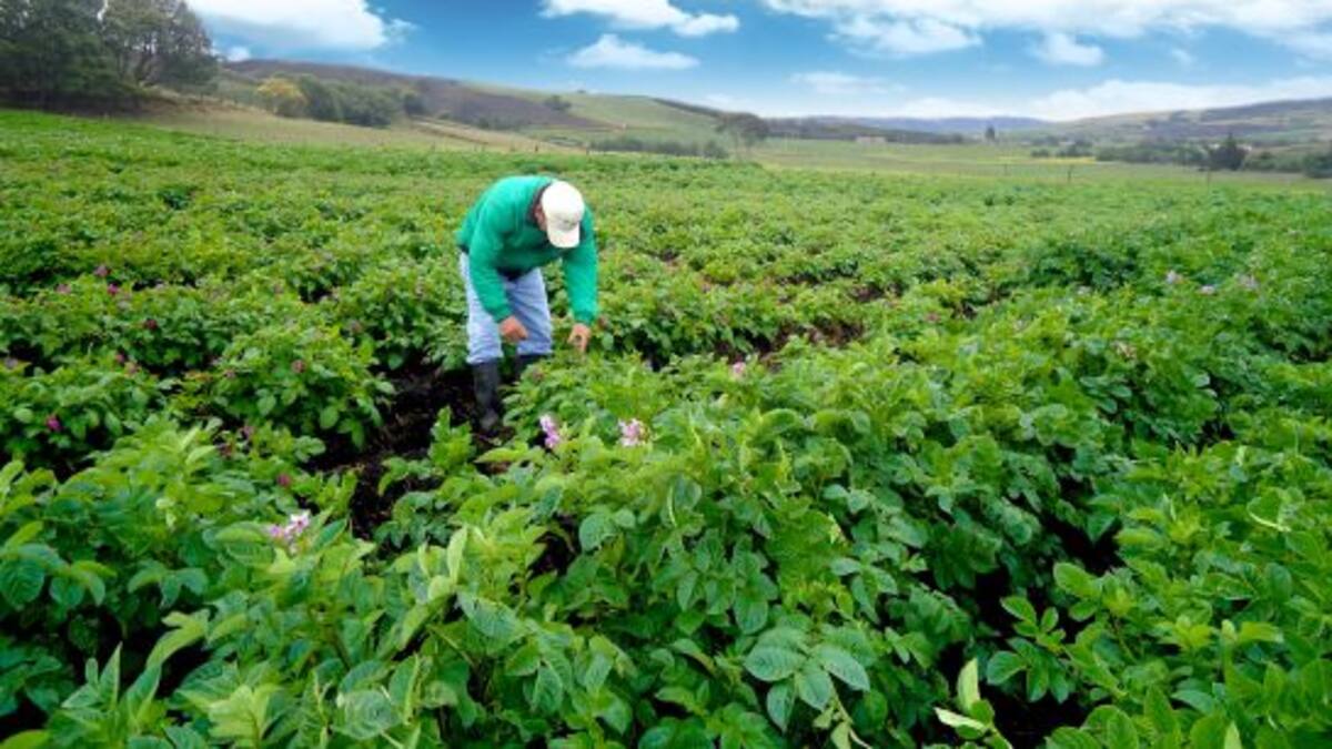 Invierno causó disminución de producción de leche y alimentos en Boyacá en 2022