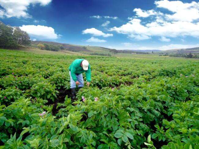 Cultivos de papa en Colombia.