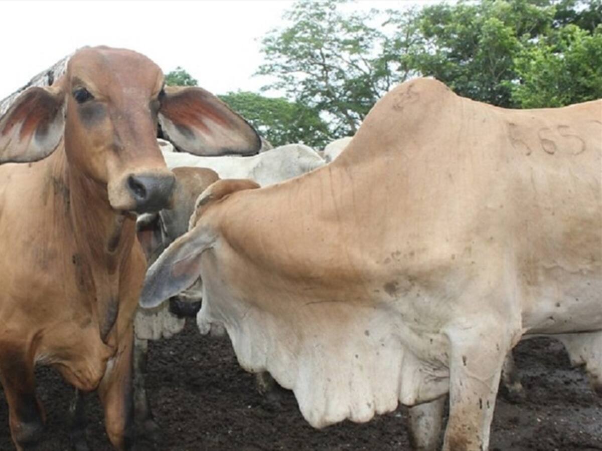 El ICA entregó balance del primer ciclo de vacunación bovina contra fiebre aftosa