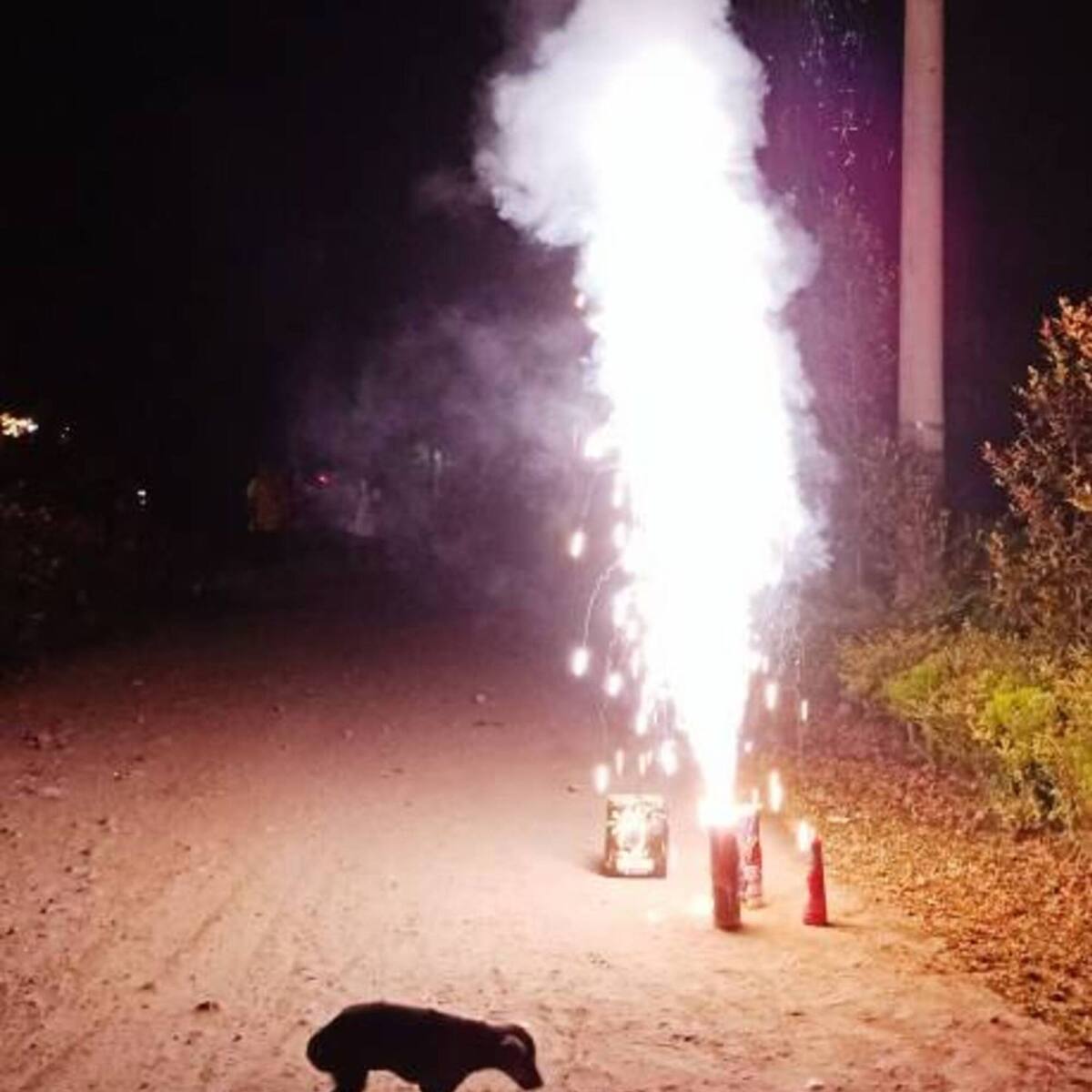 Animalistas samarios preocupados por el uso de la pólvora en la noche de velitas