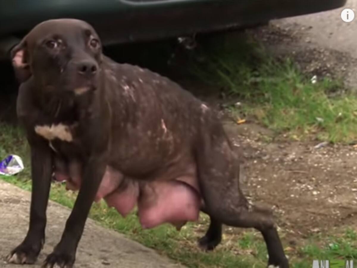 Así fue el conmovedor encuentro entre una perrita abandonada y sus cachorros