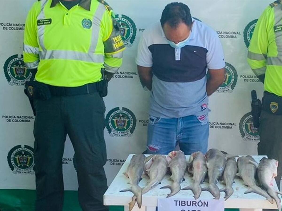 Capturan a traficante de tiburones gato en Santa Marta
