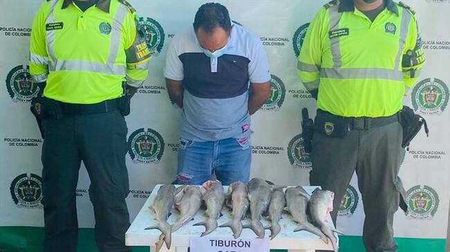 Capturan a traficante de tiburones gatos en Santa Marta. Foto: Policía Metropolitana