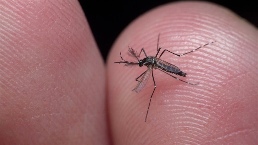 El Instituto Nacional de Salud (INS) reportó que en el año 2019 se presentaron al menos 127.553 casos y 90 muertes confirmadas por dengue. Foto: Getty Images