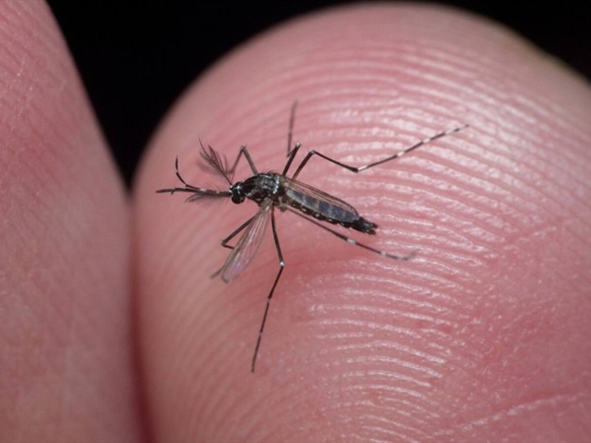 Contraloría revisará uso de recursos invertidos para enfrentar el dengue en el Chocó