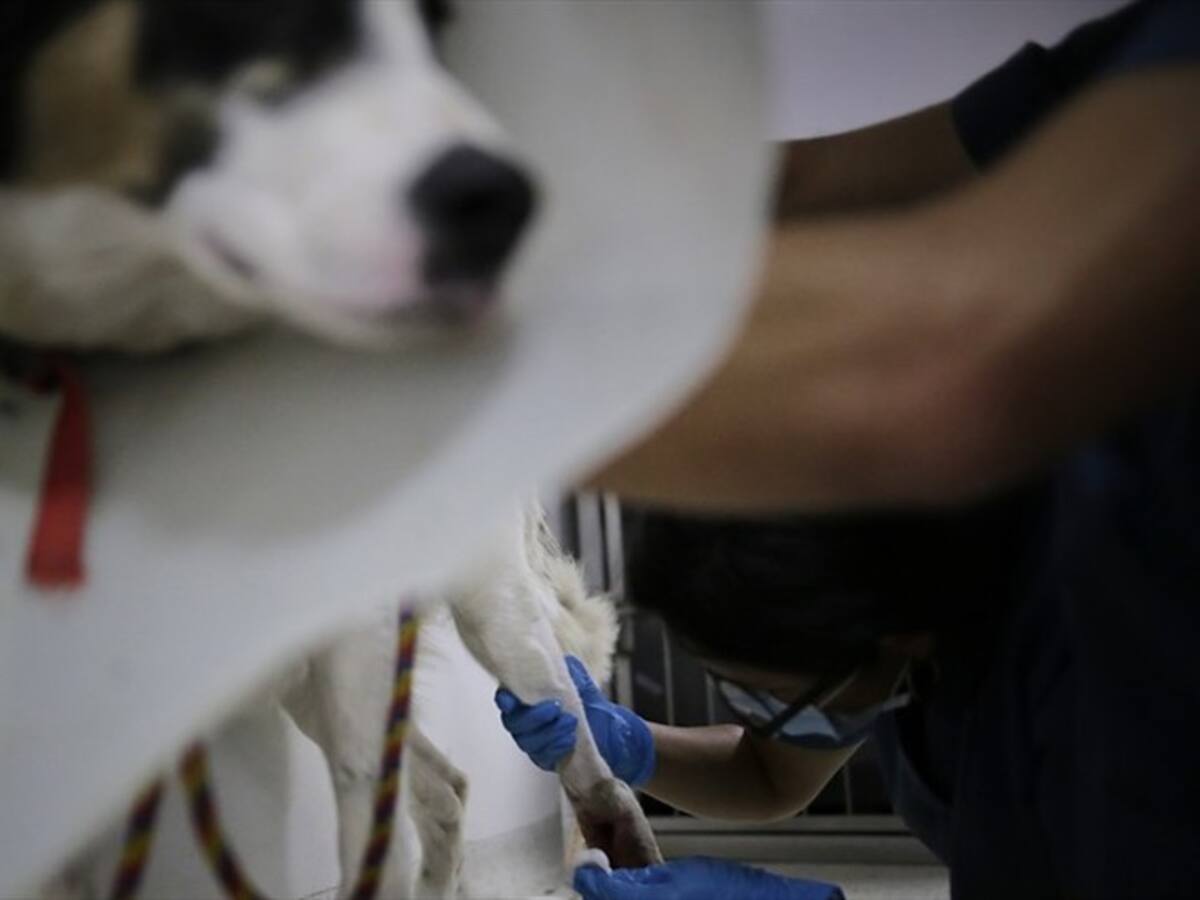 Más de cien perros y gatos que vivían en los CAI fueron afectados por los disturbios