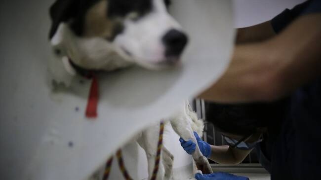 Imagen de referencia. Foto: Colprensa - Sergio Acero