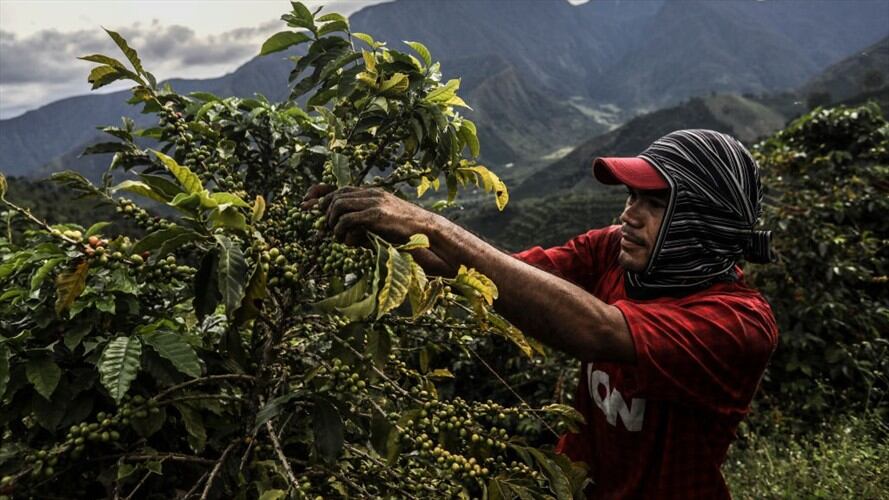 El ente de control revisó detalladamente el comportamiento de las colocaciones hechas por Finagro dentro de la Línea de Crédito Colombia Agro Produce. Foto: Getty Images