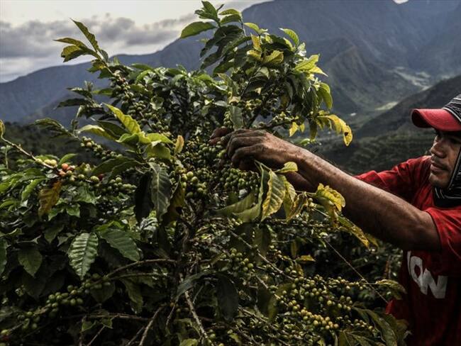 El ente de control revisó detalladamente el comportamiento de las colocaciones hechas por Finagro dentro de la Línea de Crédito Colombia Agro Produce. Foto: Getty Images