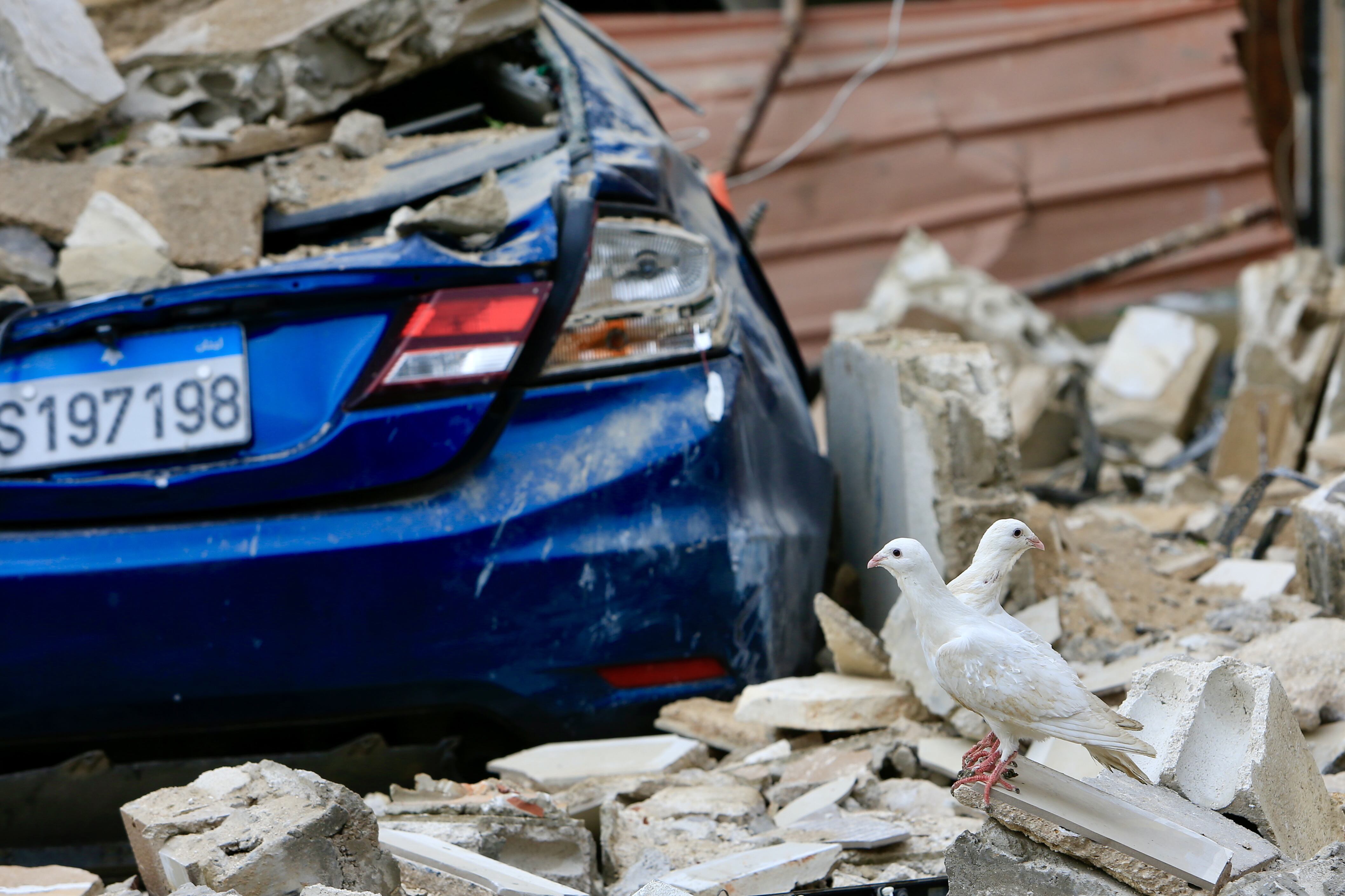 Barja (Lebanon), 12/10/2024.- Pigeons stand on the rubble of a building following an Israeli military strike on Barja, south of Beirut, Lebanon, 12 October 2024. According to the Lebanese Health Ministry, at least four people were killed and 14 others injured in the Israeli strike on Barja as rescuers continued to work at the site. More than 2,200 people have been killed and over 10,500 others have been injured in Lebanon since the beginning of the Israeli-Hezbollah conflict, the Health Ministry stated. (Líbano, Hizbulá/Hezbolá) EFE/EPA/STRINGER