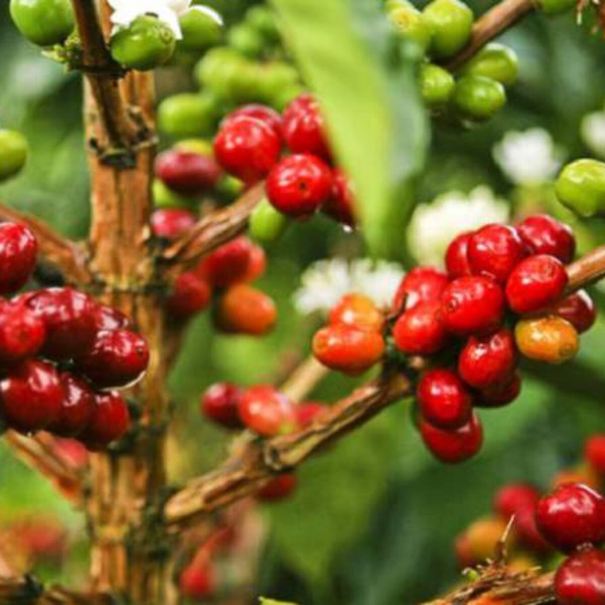 La producción de café creció 23% en junio, según la Federación Nacional de Cafeteros