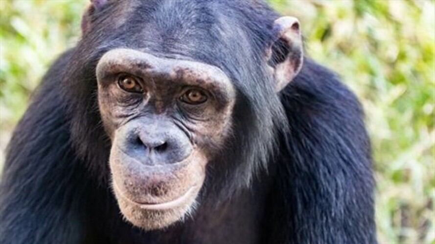 Debemos dejar de comparar a los animales con los seres humanos y ver a cada especie de acuerdo a su medio y sus necesidades, según Frans de Waal. Foto: BBC Mundo. Foto: BBC Mundo.