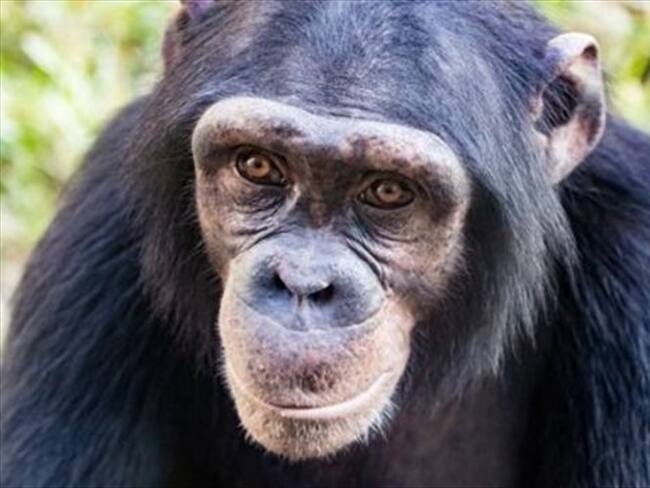 Debemos dejar de comparar a los animales con los seres humanos y ver a cada especie de acuerdo a su medio y sus necesidades, según Frans de Waal. Foto: BBC Mundo. Foto: BBC Mundo.