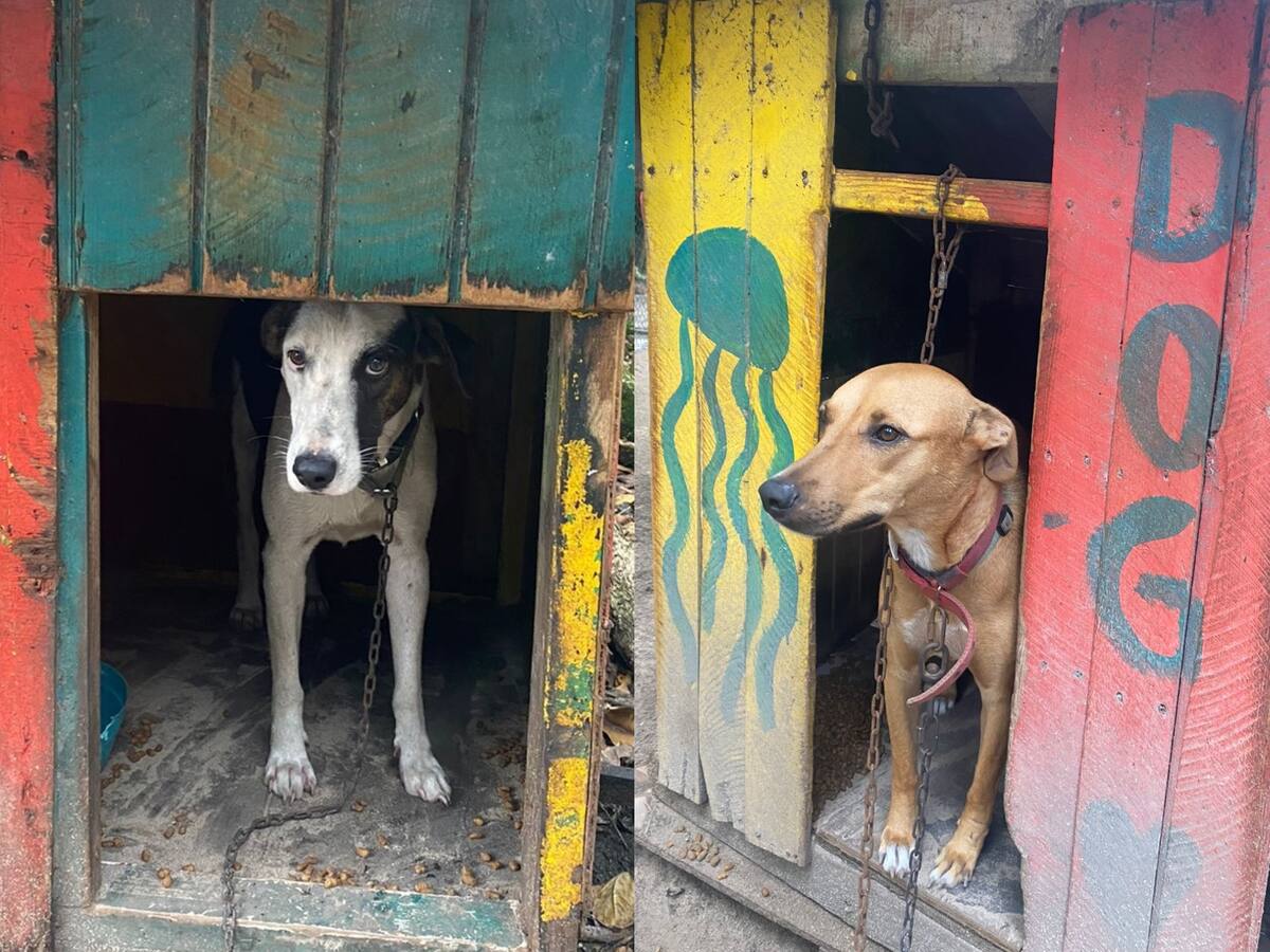 Soluciones W: Perros del Refugio Kellan, trasladados a lugar seguro de alojamiento
