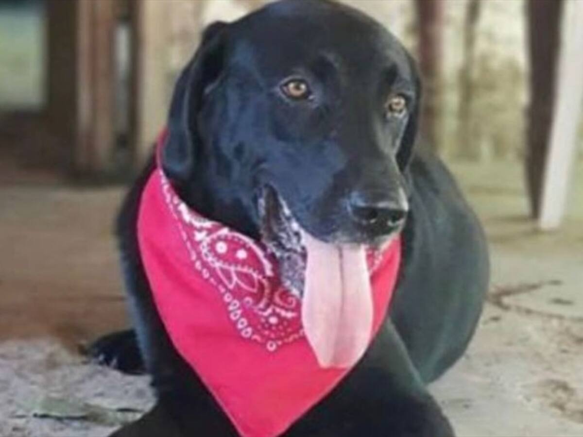 Denuncian cruel maltrato animal en zona rural de Chinú, Córdoba