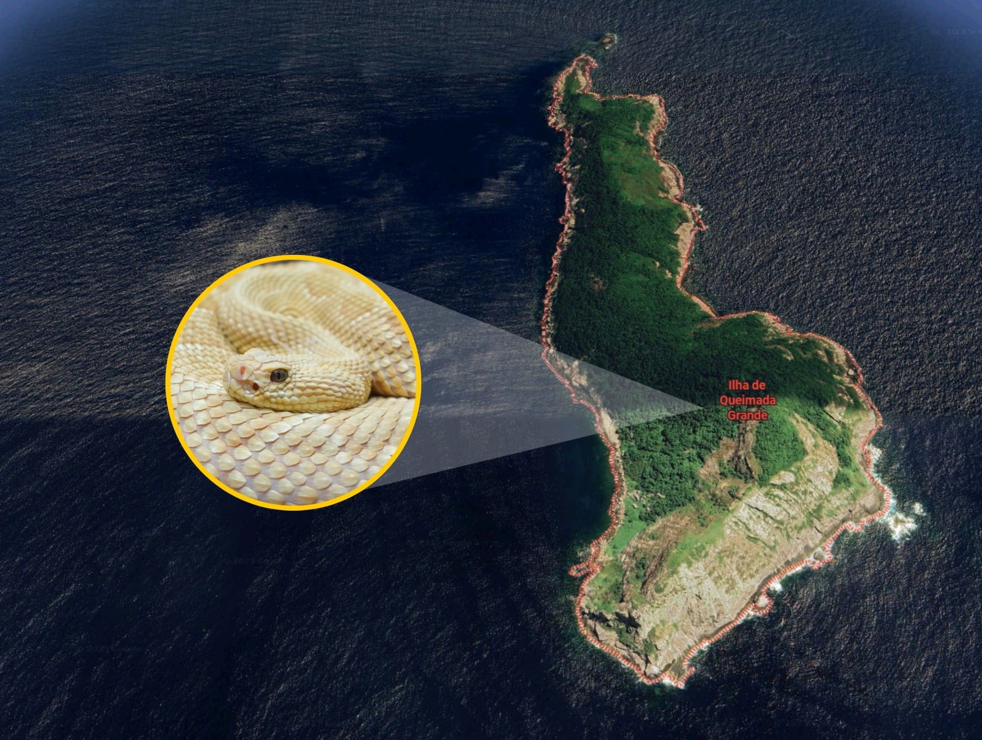 Imágenes de referencia de la Isla Queimada Grande y una serpiente Bothrops insularis, en Brasil. Fotos: Google Maps y Getty Images. 