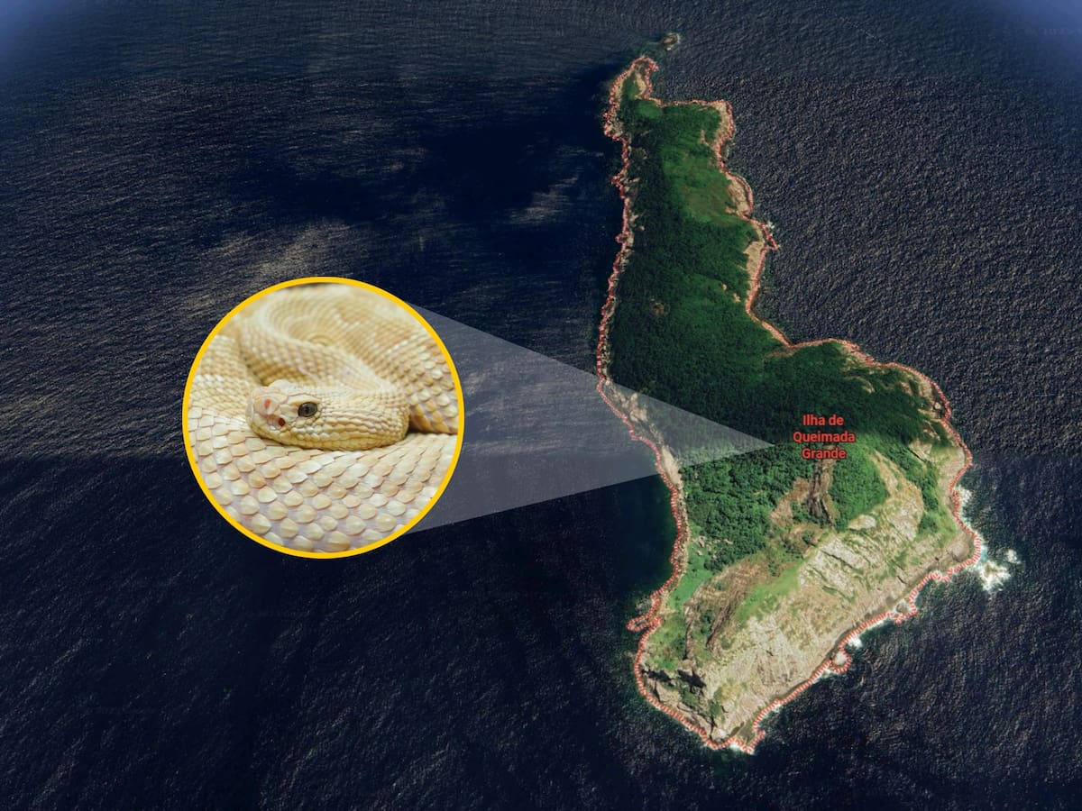 Prohibida a turistas y sin habitantes: así es la isla que está llena de serpientes