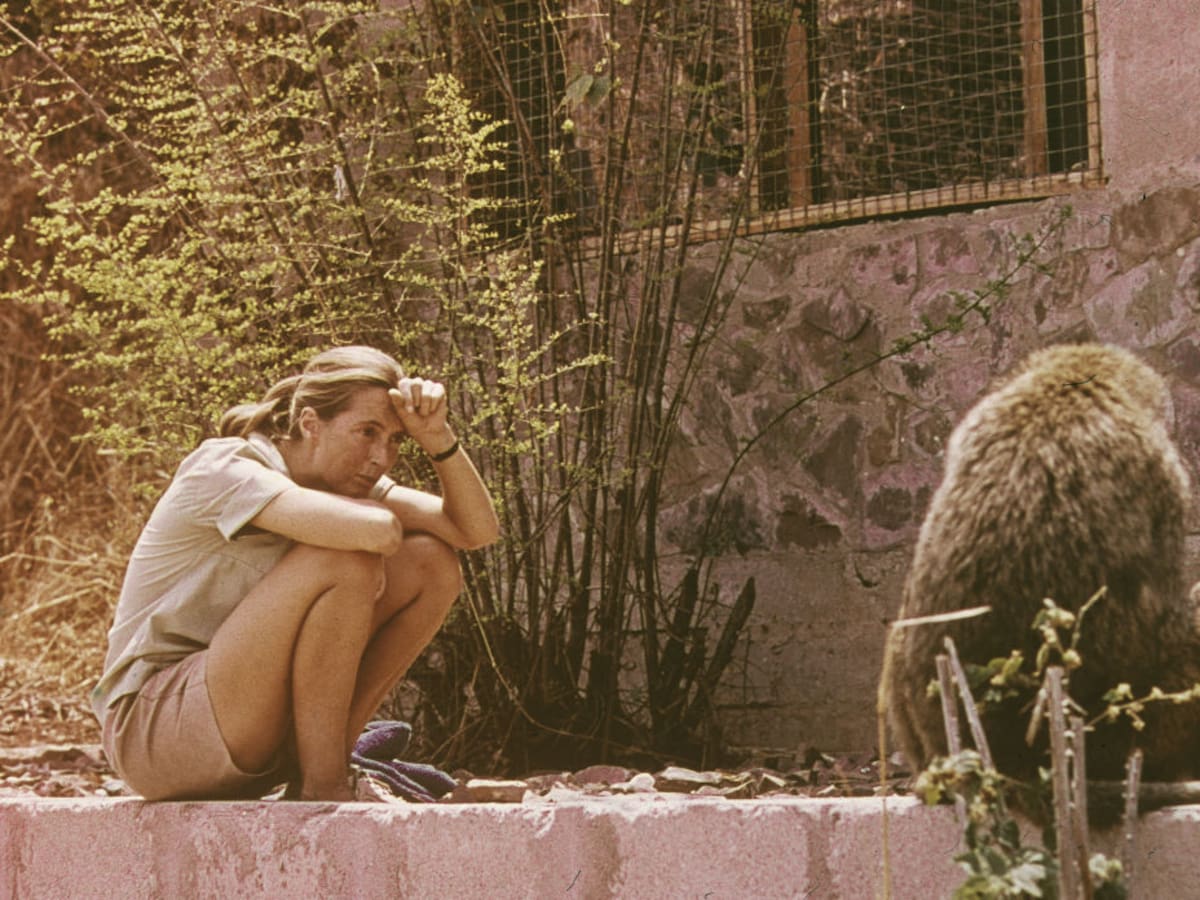¿Quién fue Jane Goodall? Así fue su influencia en el estudio de primates